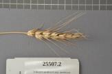 Click for 1 image(s) for this accession. Spike